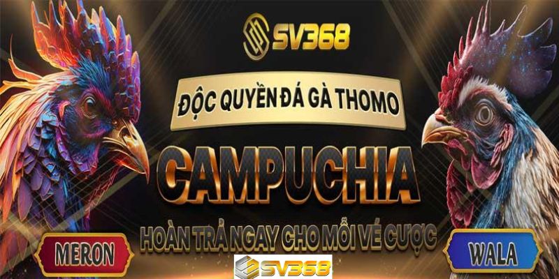 Đá gà SV368 Thomo