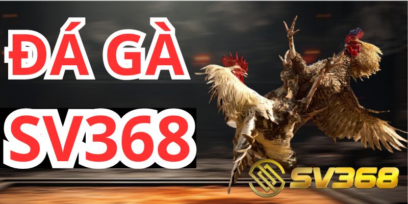 Đá gà SV368 Thái